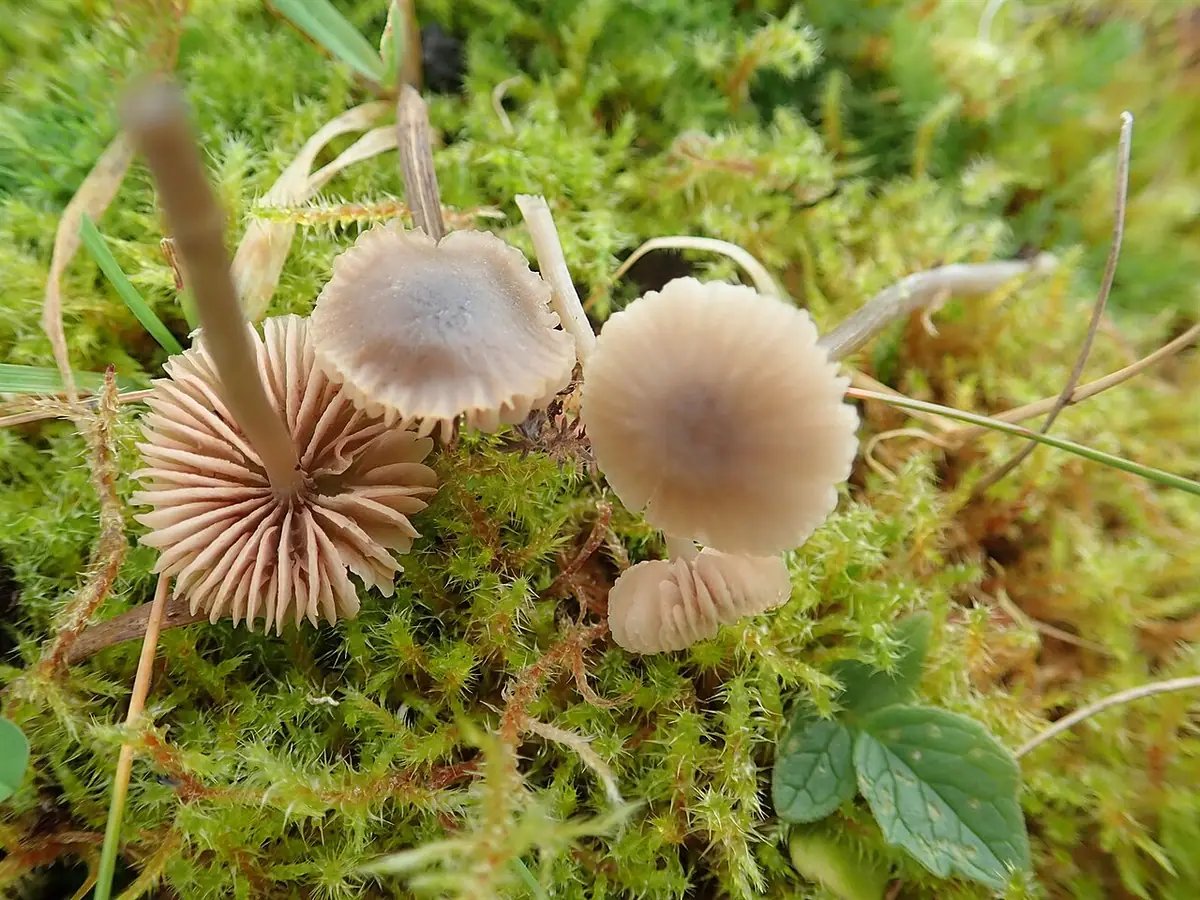 Dzwonkówka rombowozarodnikowa (Entoloma rhombisporum)