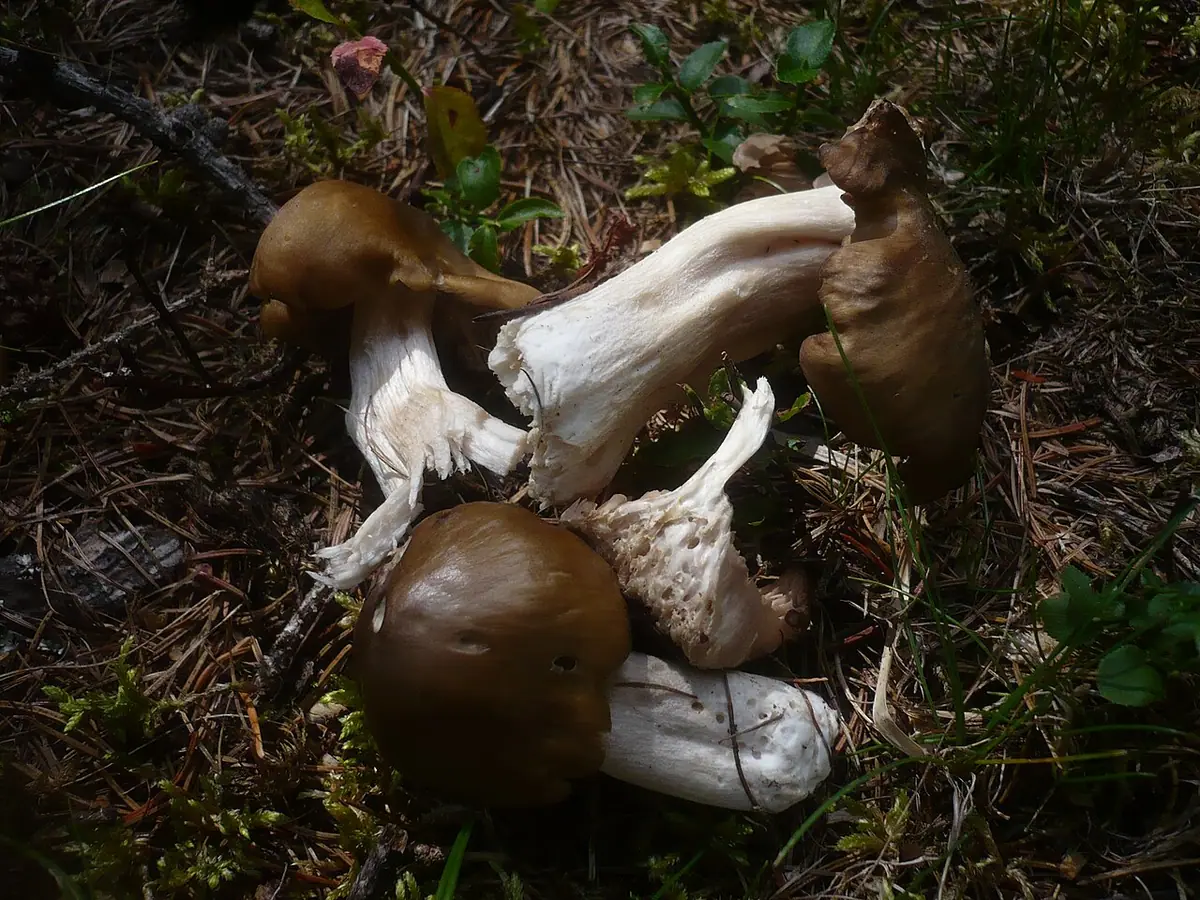 Dzwonkówka srebrzystotrzonowa (Entoloma turbidum) — zdjęcie 1 z 4