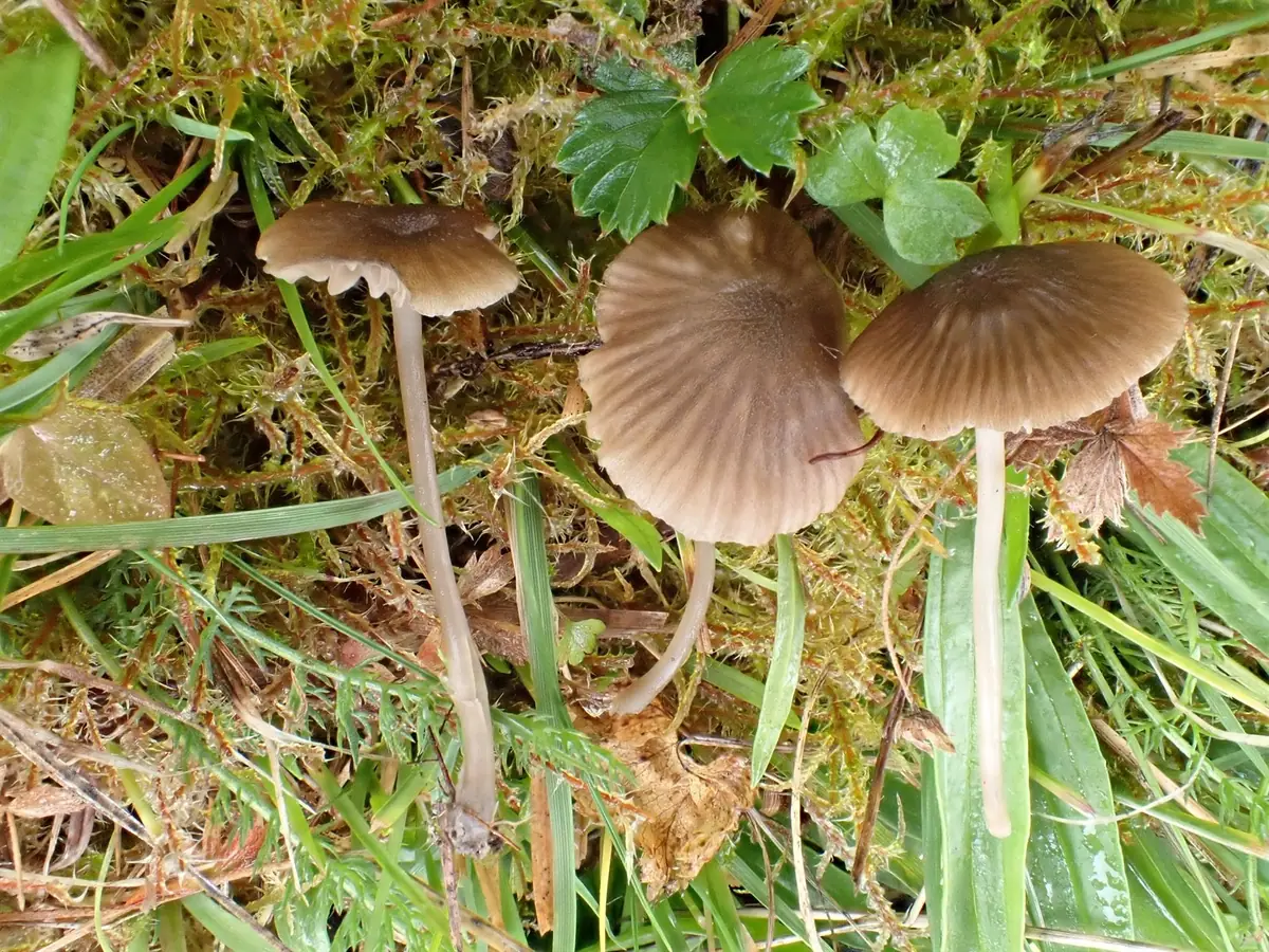 Dzwonkówka stożkowata (Entoloma cocles)