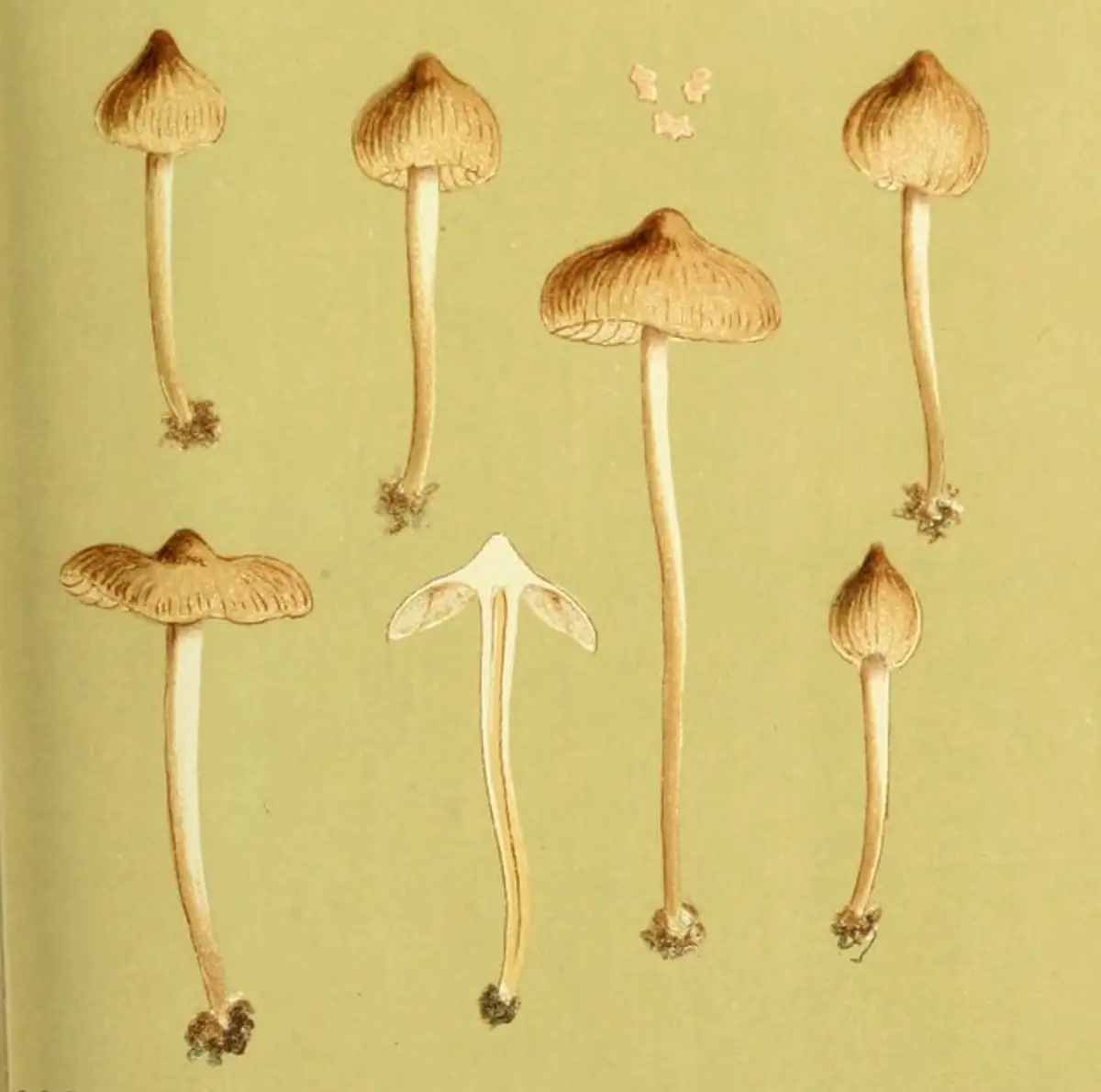 Dzwonkówka sutkowata (Entoloma mammosum)