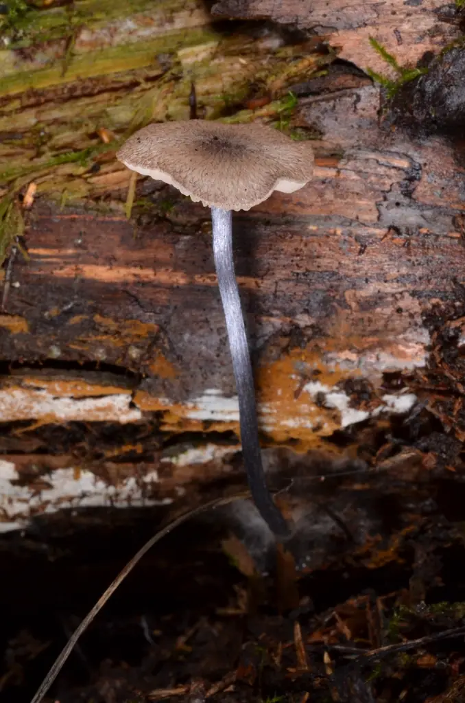 Dzwonkówka szarobrązowa (Entoloma lampropus) — zdjęcie 1 z 3