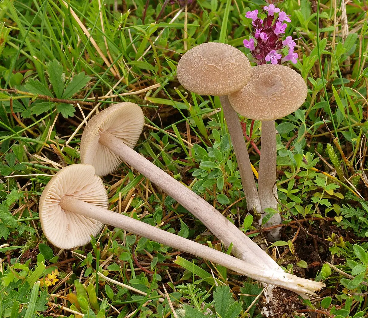 Dzwonkówka szaroniebieskawa (Entoloma griseocyaneum) — zdjęcie 1 z 3