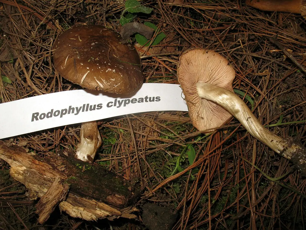 Dzwonkówka tarczowata (Entoloma clypeatum)