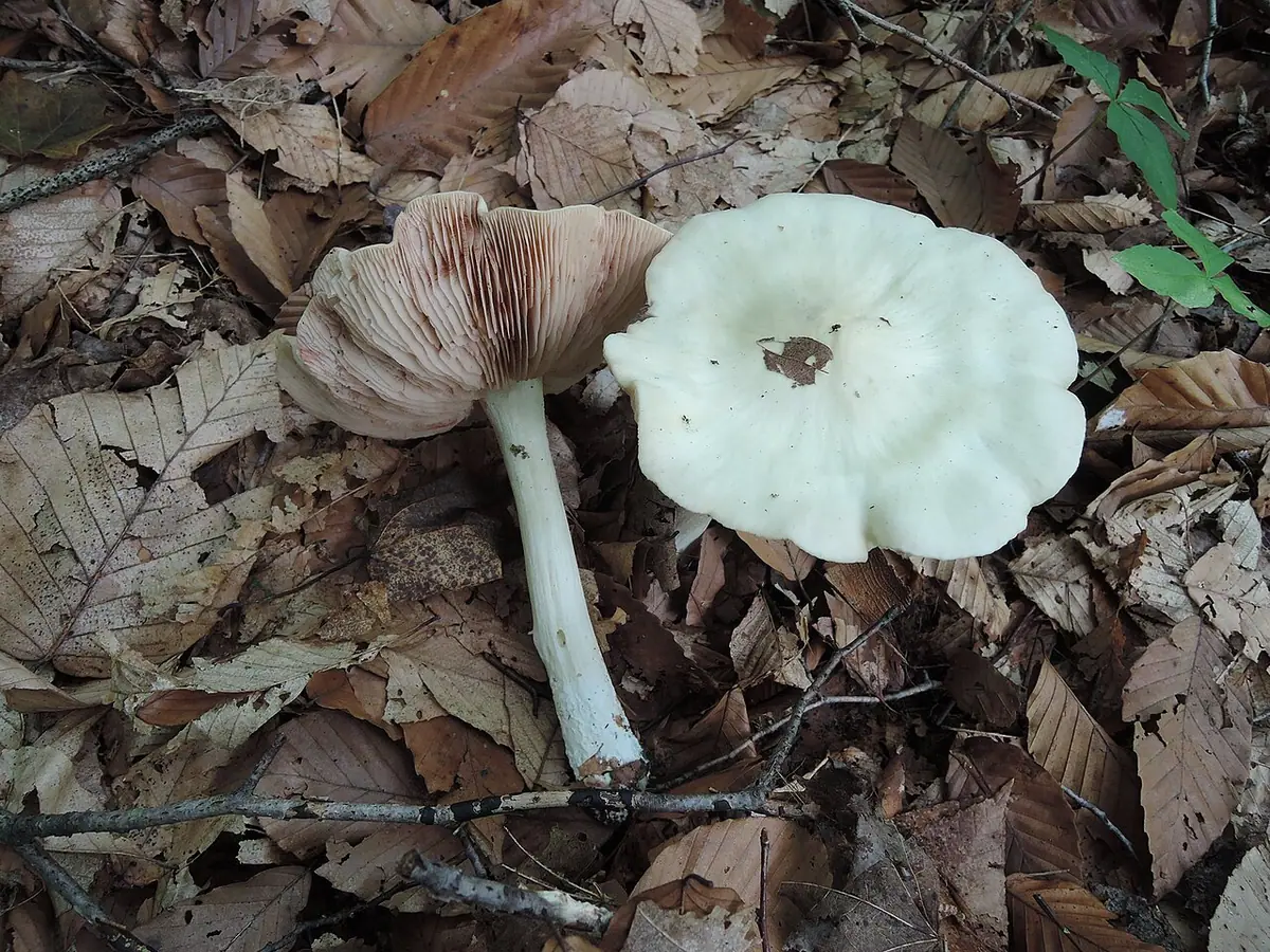 Dzwonkówka tarninowa (Entoloma niphoides) — zdjęcie 1 z 3