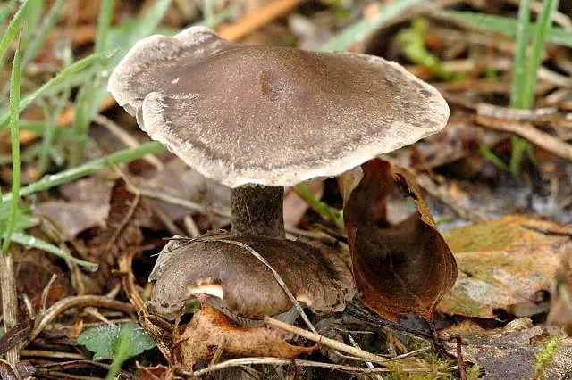 Dzwonkówka torfowiskowa (Entoloma elodes) — zdjęcie 1 z 4