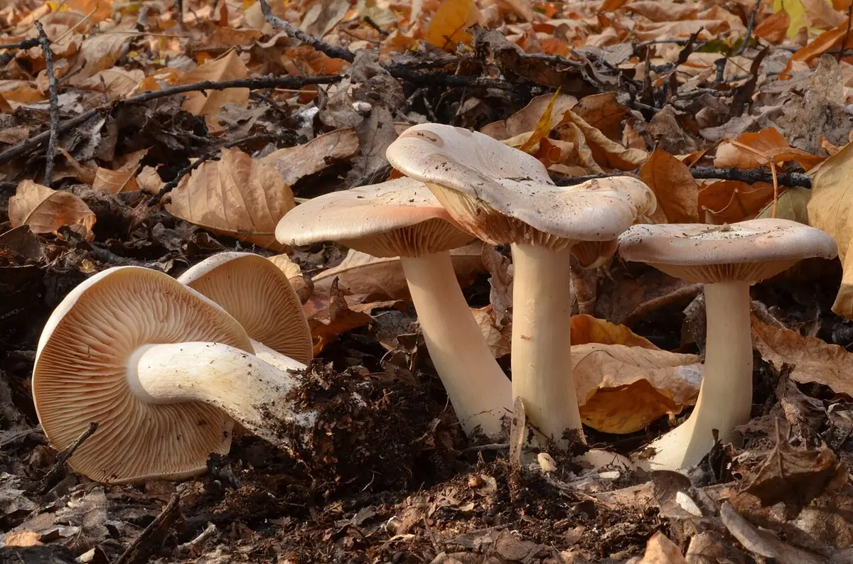 Dzwonkówka trująca (Entoloma sinuatum) — zdjęcie 1 z 4