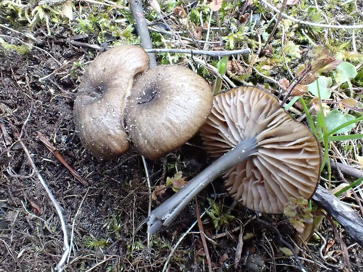 Dzwonkówka wczesna (Entoloma anatinum)
