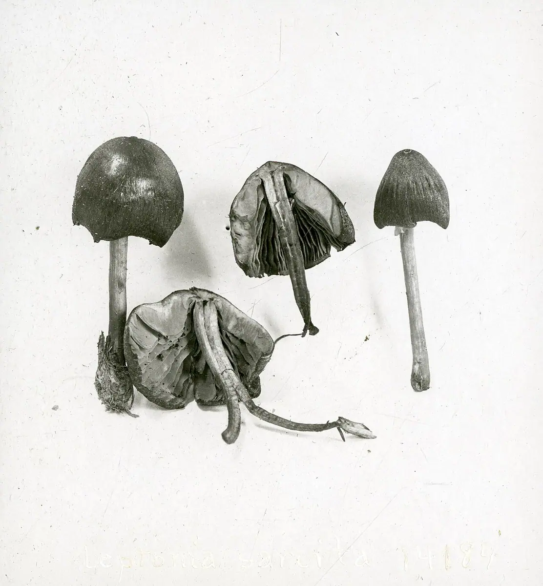 Dzwonkówka wielkozarodnikowa (Entoloma sarcitum)