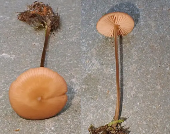 Dzwonkówka żółtoochrowa (Entoloma xanthochroum) — zdjęcie 1 z 4