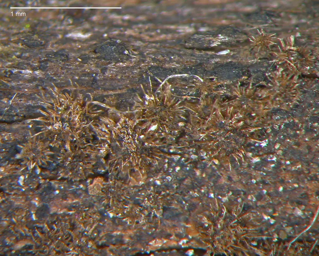Echinosphaeria strigosa — zdjęcie 1 z 2