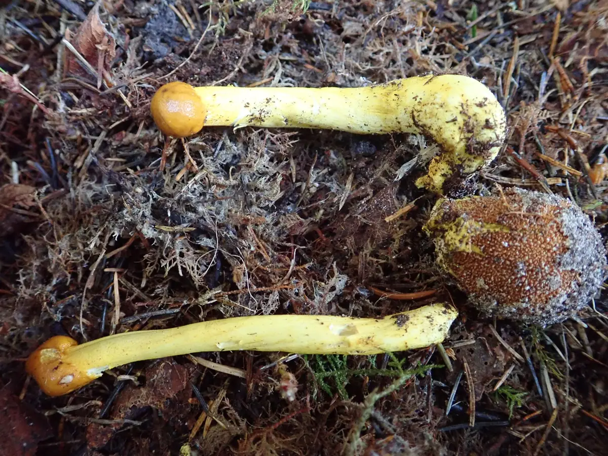 Elaphocordyceps longisegmentis — zdjęcie 1 z 2