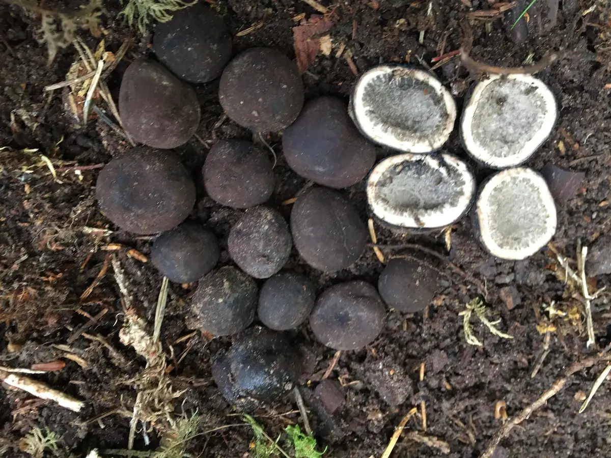 Elaphomyces anthracinus