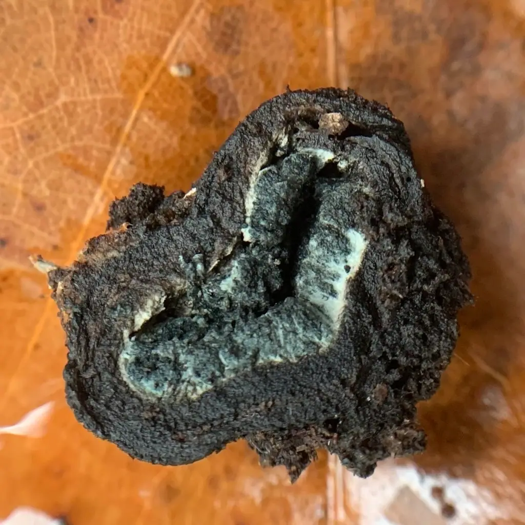 Elaphomyces cyanosporus