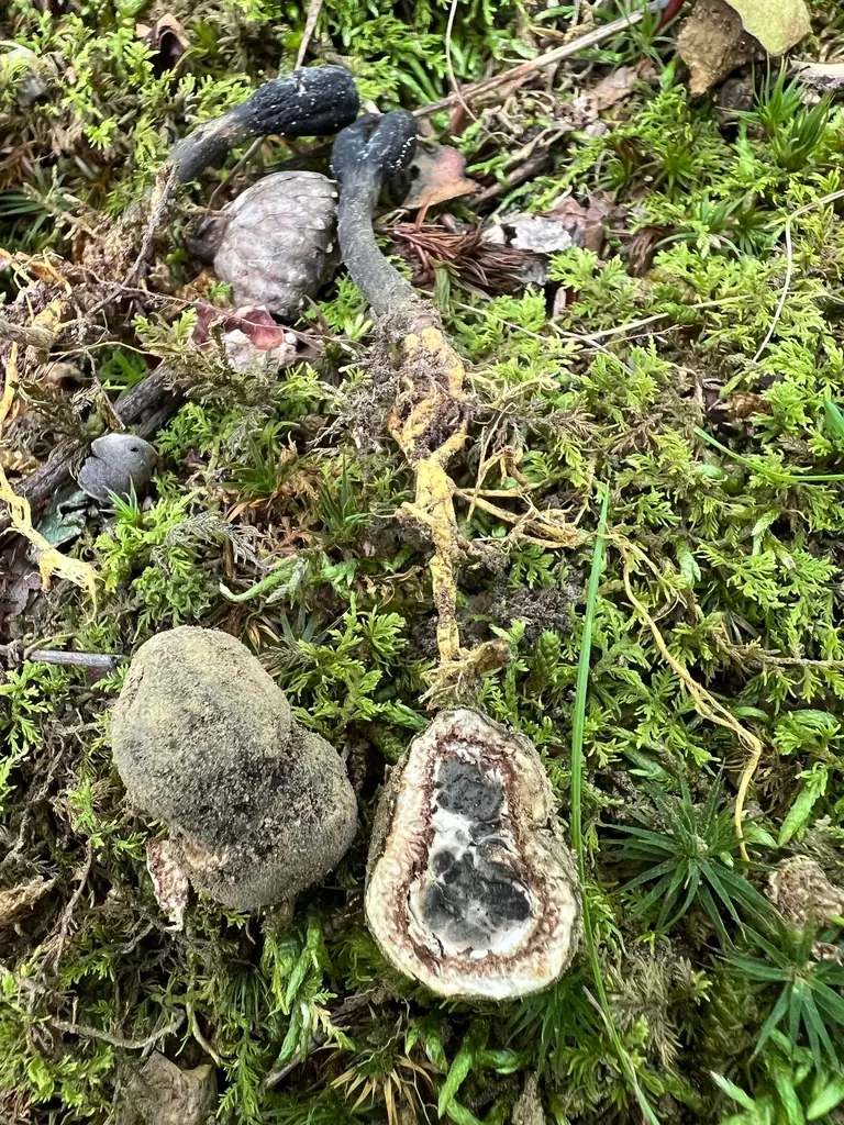Elaphomyces decipiens