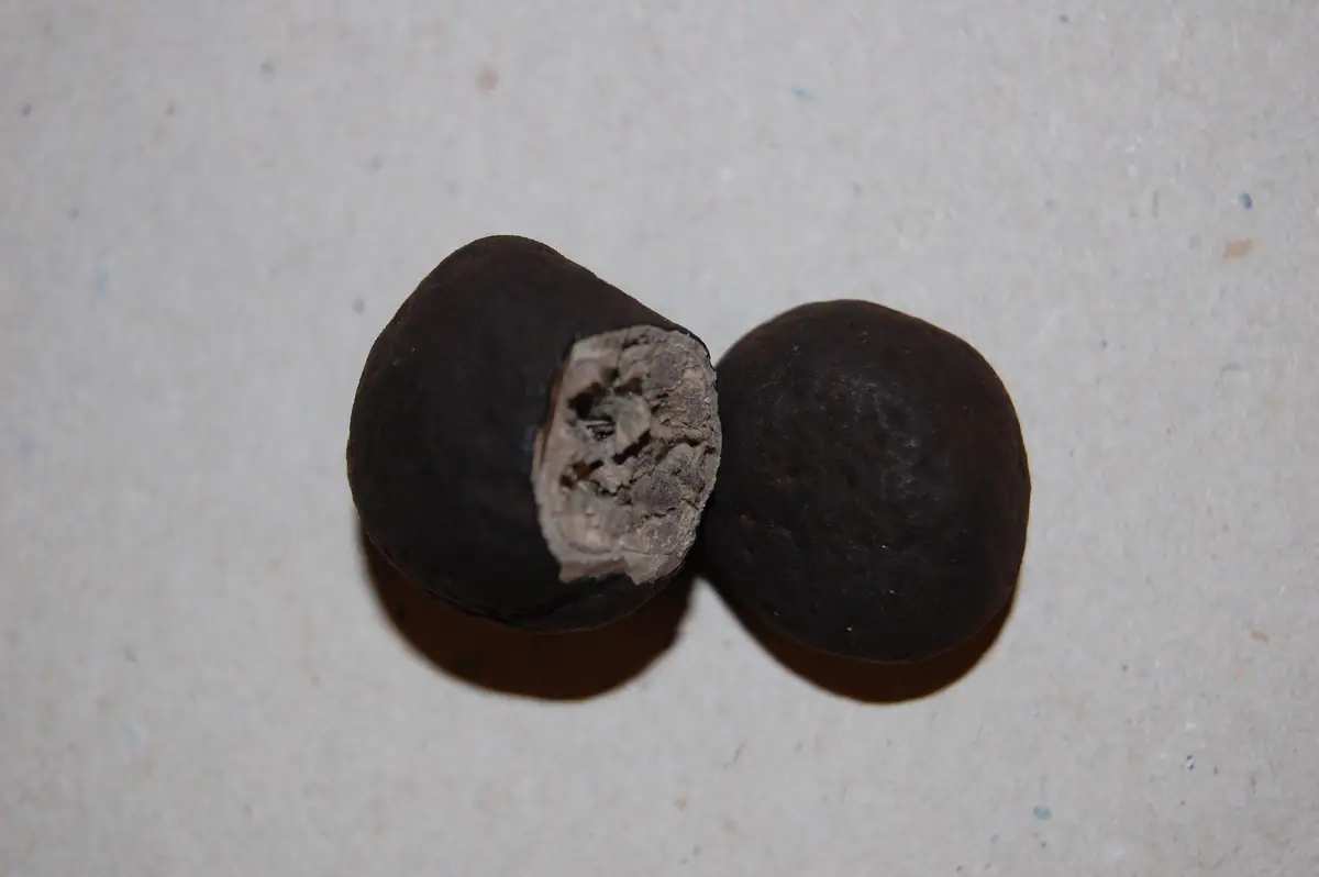 Elaphomyces leveillei