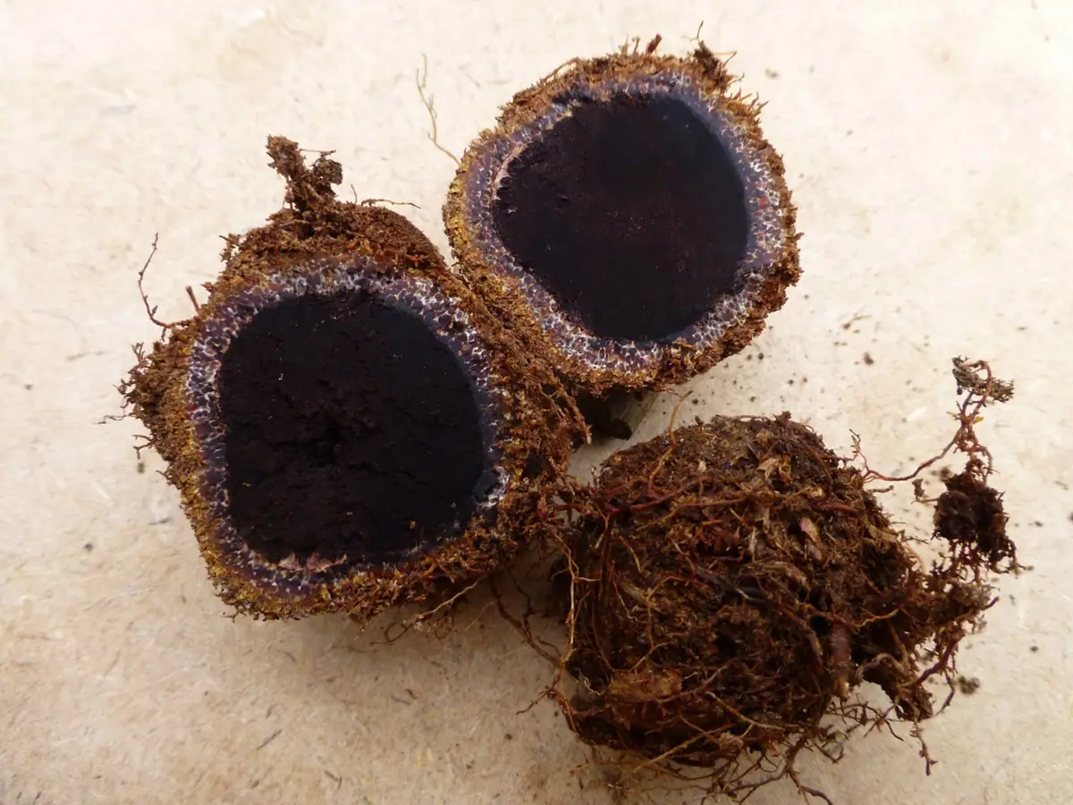 Elaphomyces quercicola