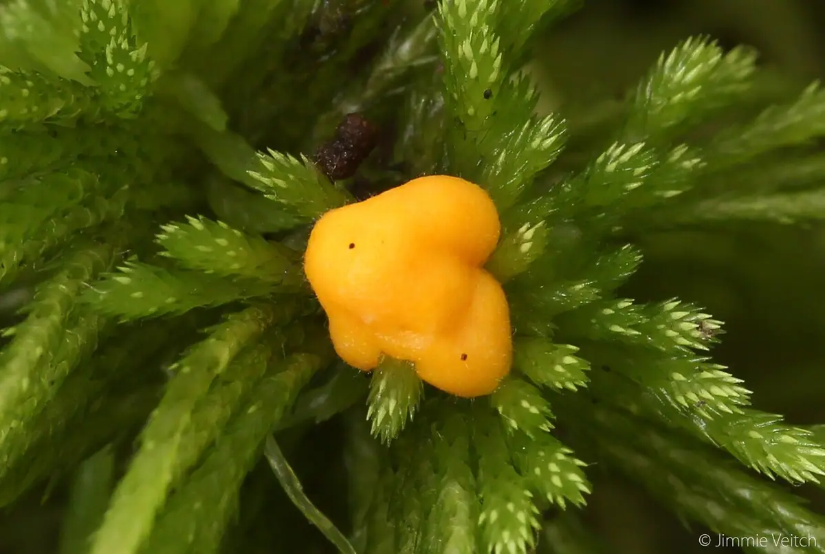 Endogone pisiformis — zdjęcie 1 z 4