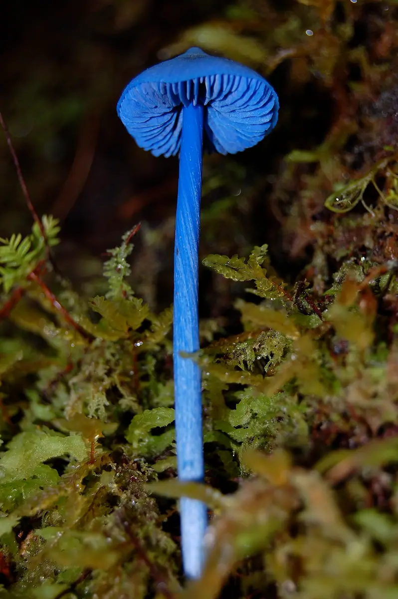 Entoloma hochstetteri — zdjęcie 1 z 4