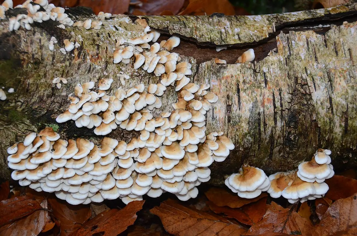 Fałdówka kędzierzawa (Plicaturopsis crispa) — zdjęcie 1 z 4