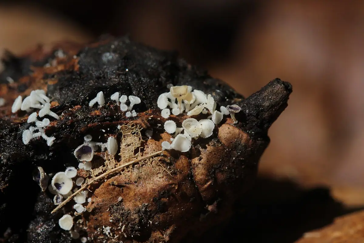 Filcówka biała (Lachnum virgineum) — zdjęcie 1 z 4