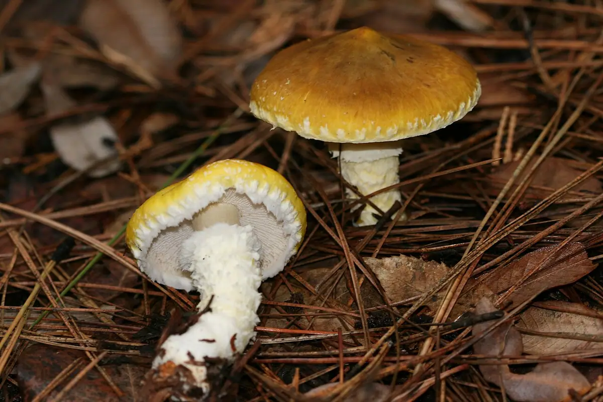 Floccularia albolanaripes — zdjęcie 1 z 4