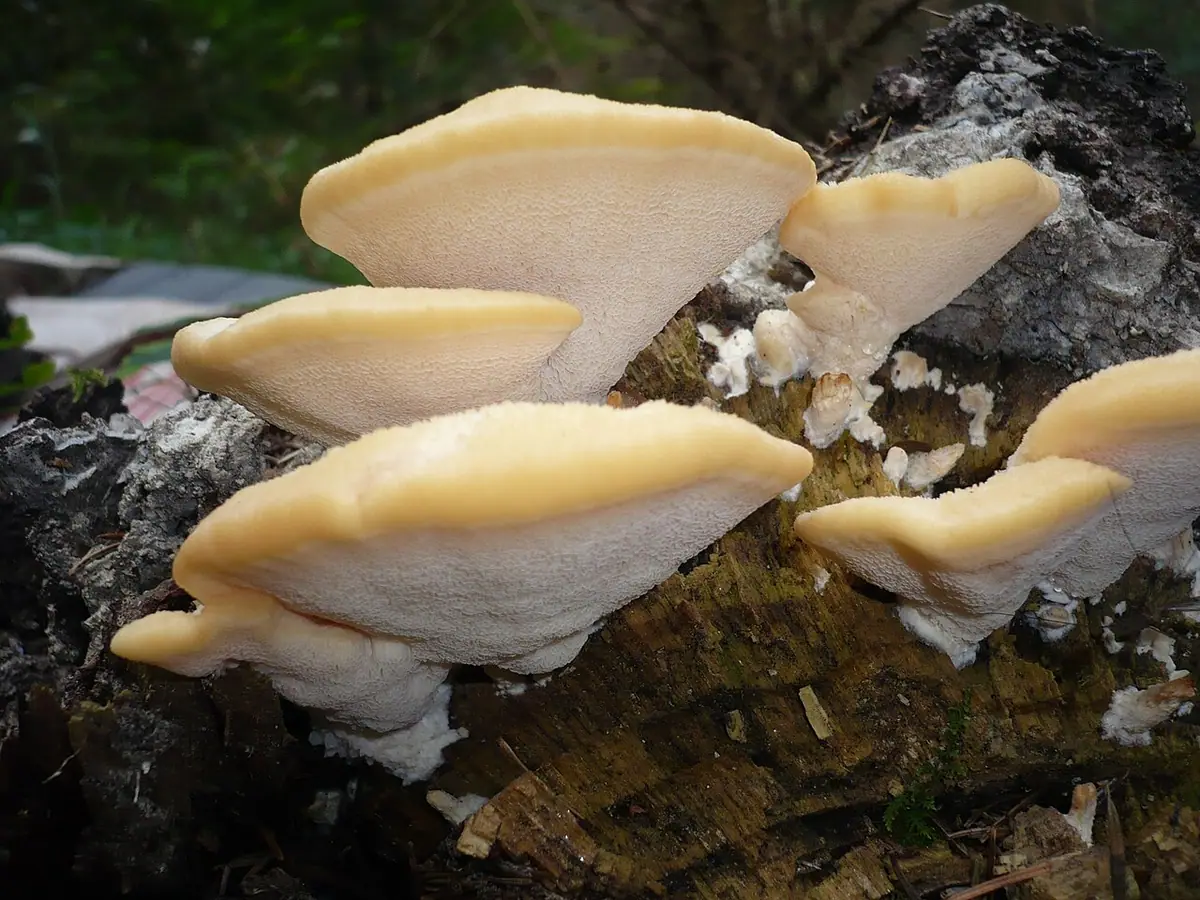 Gąbkowiec północny (Climacocystis borealis) — zdjęcie 1 z 4