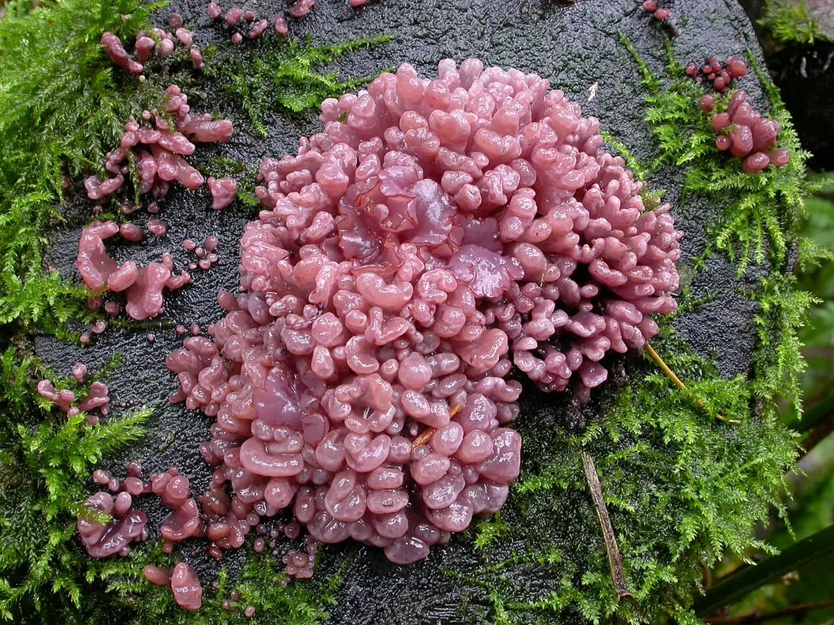 Galaretnica mięsista (Ascocoryne sarcoides) — zdjęcie 1 z 4