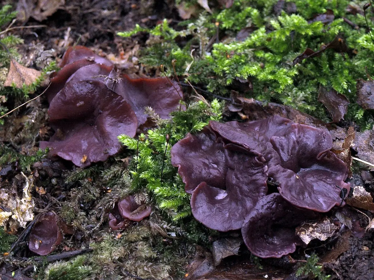 Galaretnica pucharkowata (Ascocoryne cylichnium) — zdjęcie 1 z 4