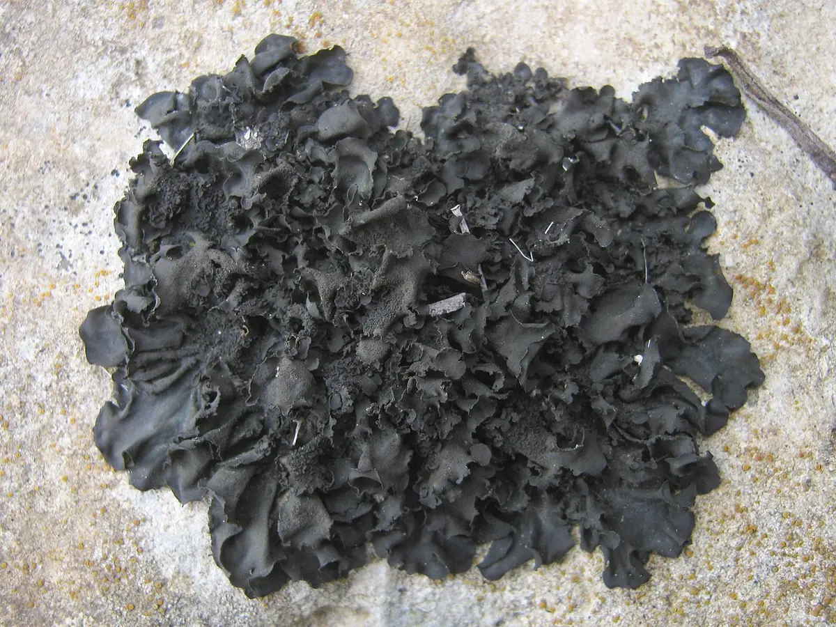 Galaretnica sztywna (Collema flaccidum) — zdjęcie 1 z 4