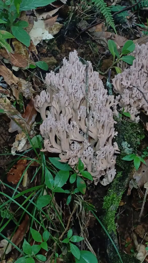 Gałęziak zadymiony (Ramaria fumigata) — zdjęcie 1 z 4