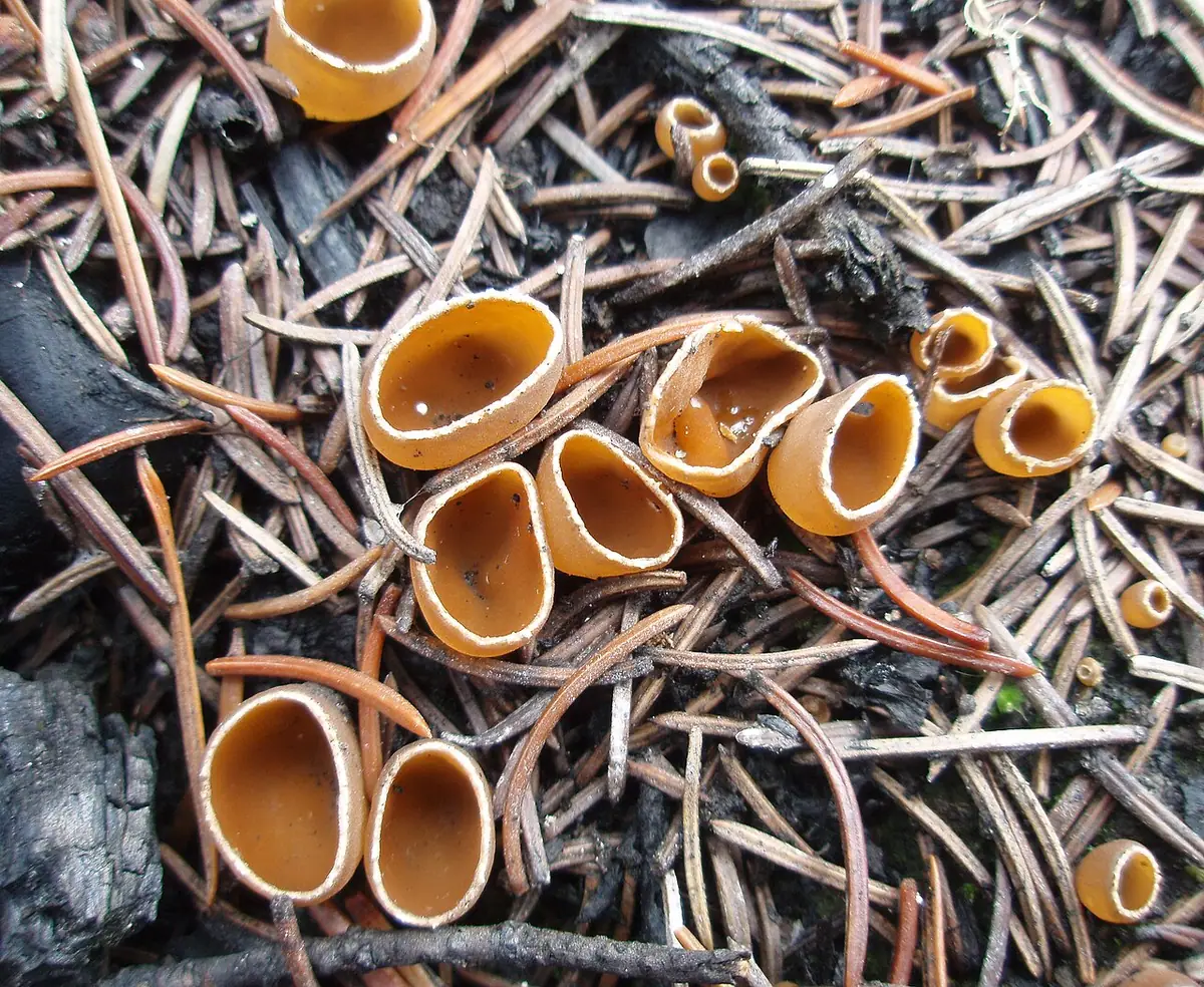 Garstnica wypaleniskowa (Geopyxis carbonaria) — zdjęcie 1 z 4