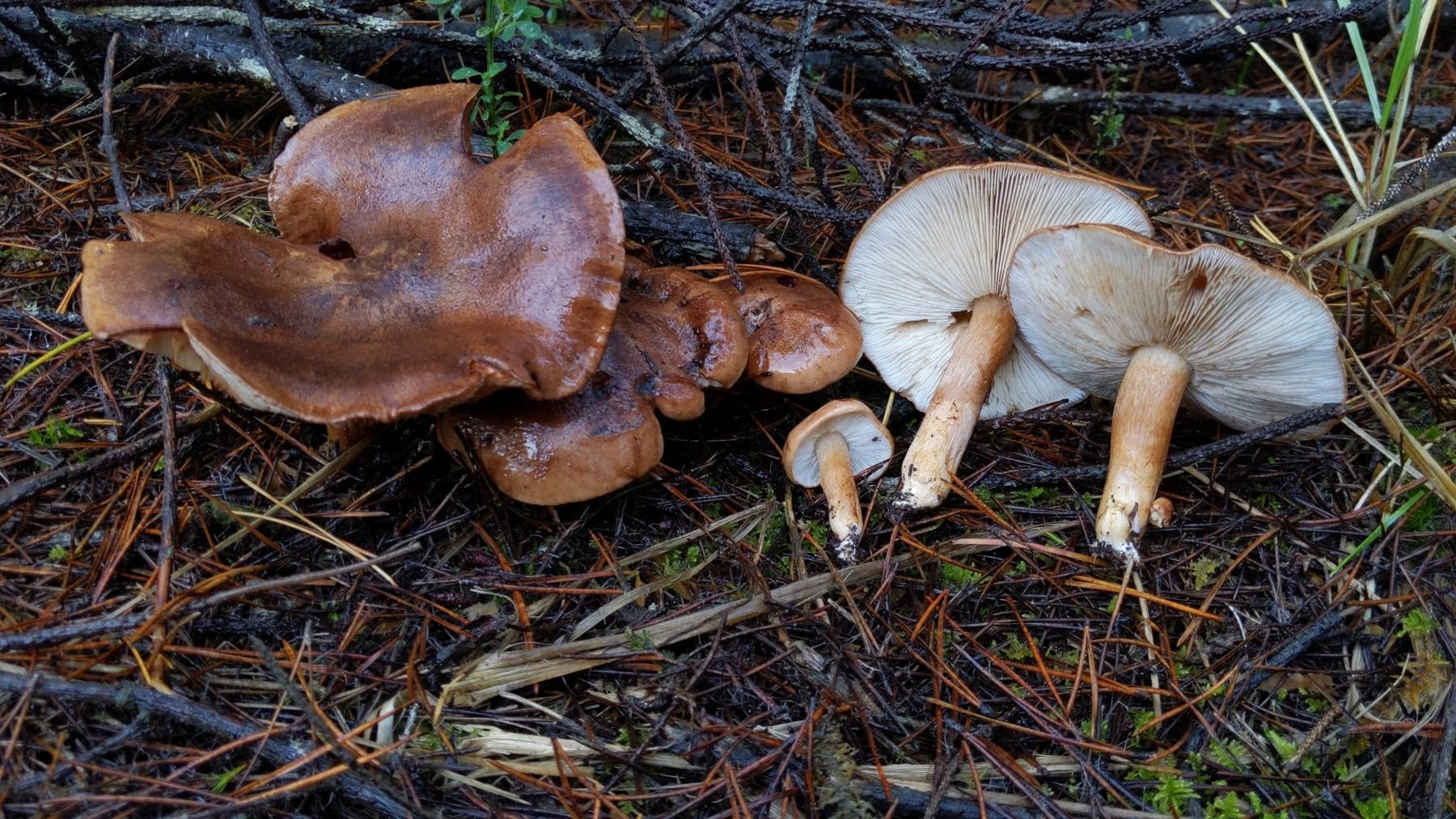 Gąska białobrązowa (Tricholoma albobrunneum)