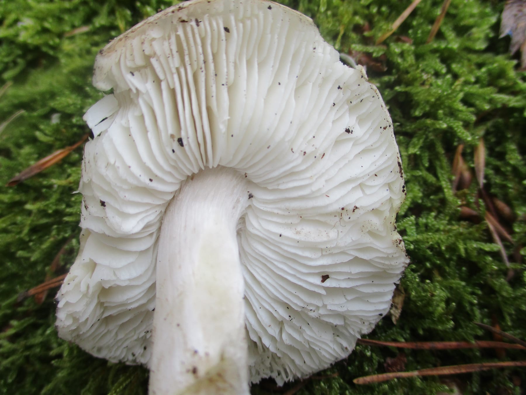 Gąska białosrebrzysta (Tricholoma josserandii) — zdjęcie 1 z 3