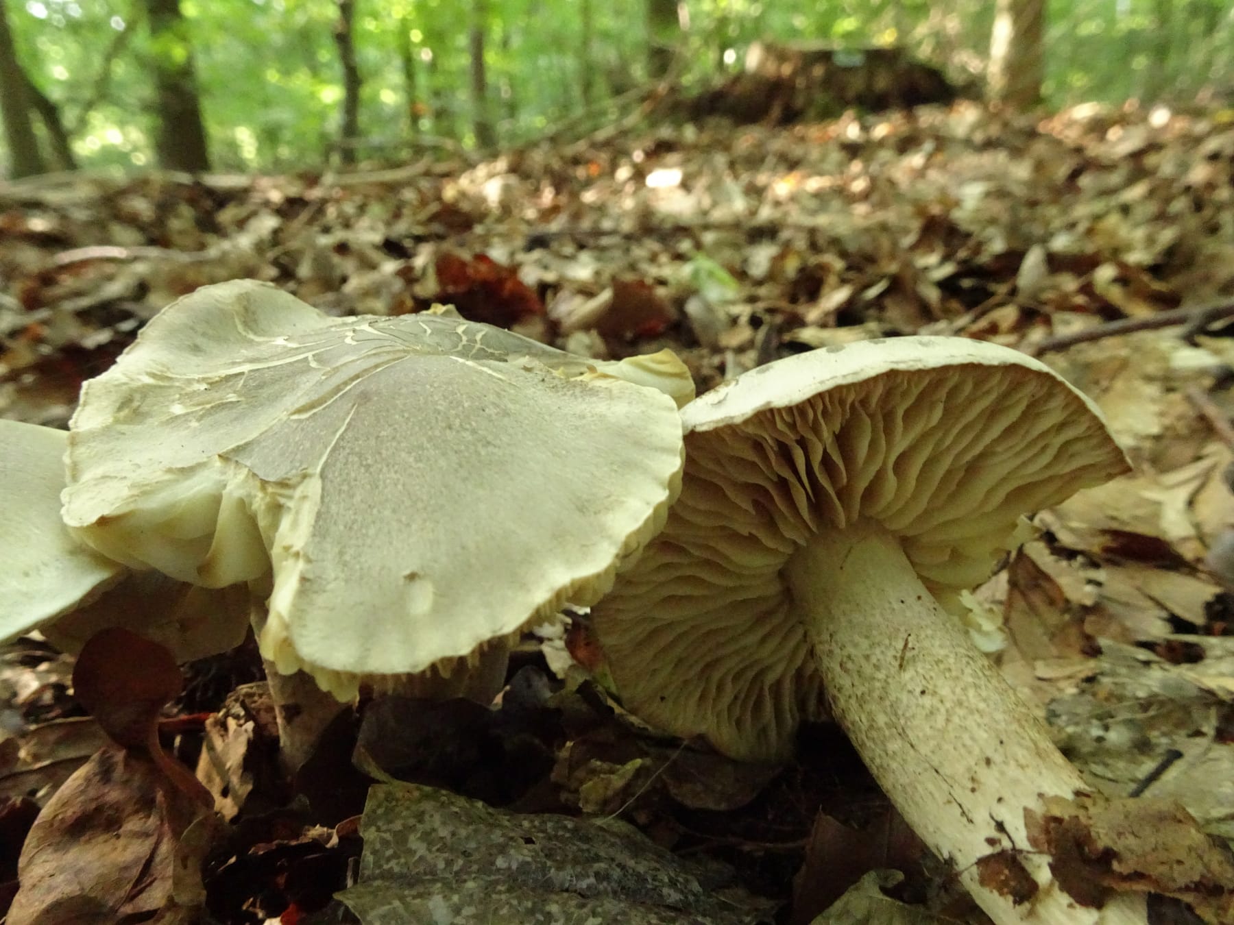 Gąska czarnołuskowa (Tricholoma atrosquamosum)