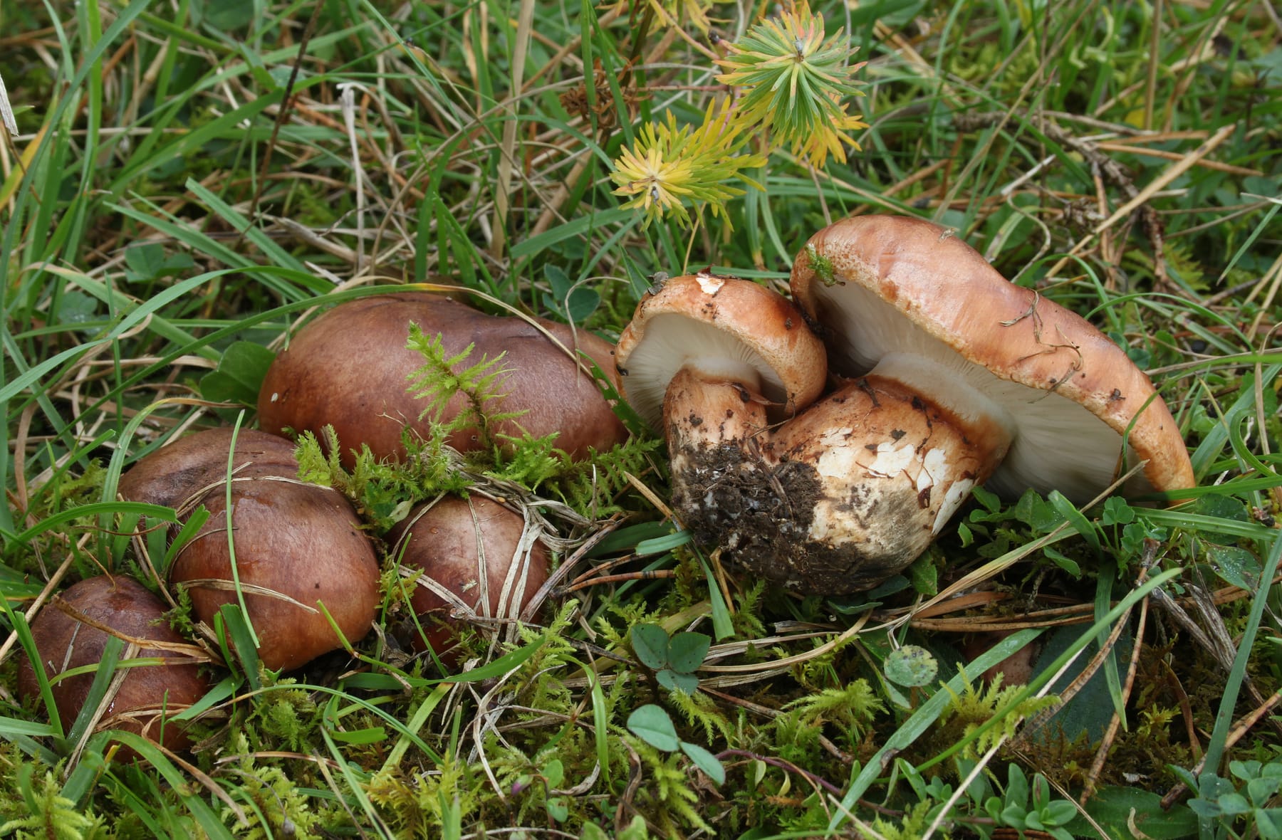 Gąska czerwonobrązowa (Tricholoma batschii)