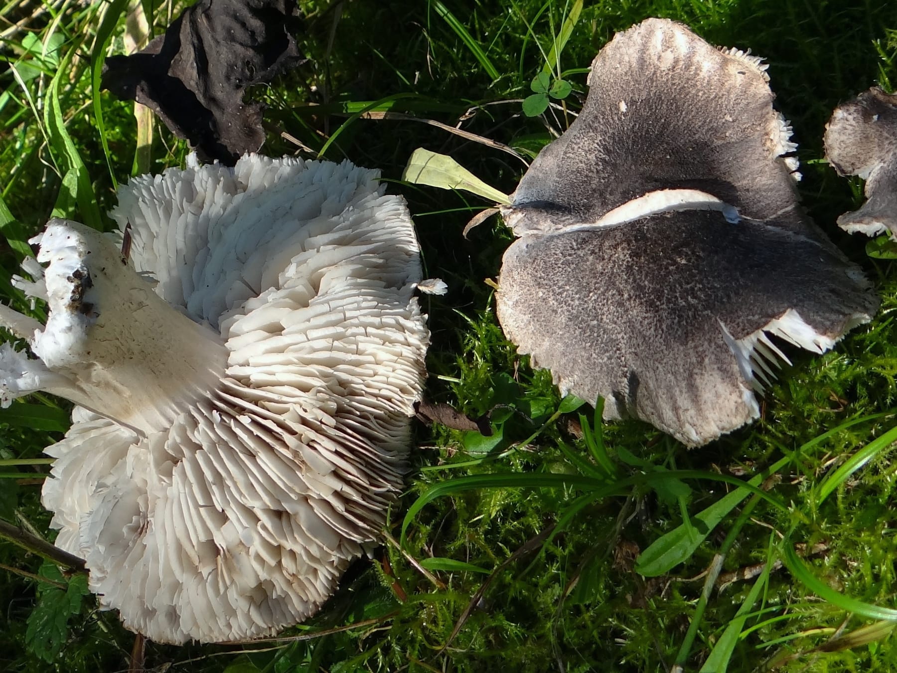 Gąska drobnołuskowata (Tricholoma atrosquamosum var. squarrulosum) — zdjęcie 1 z 4