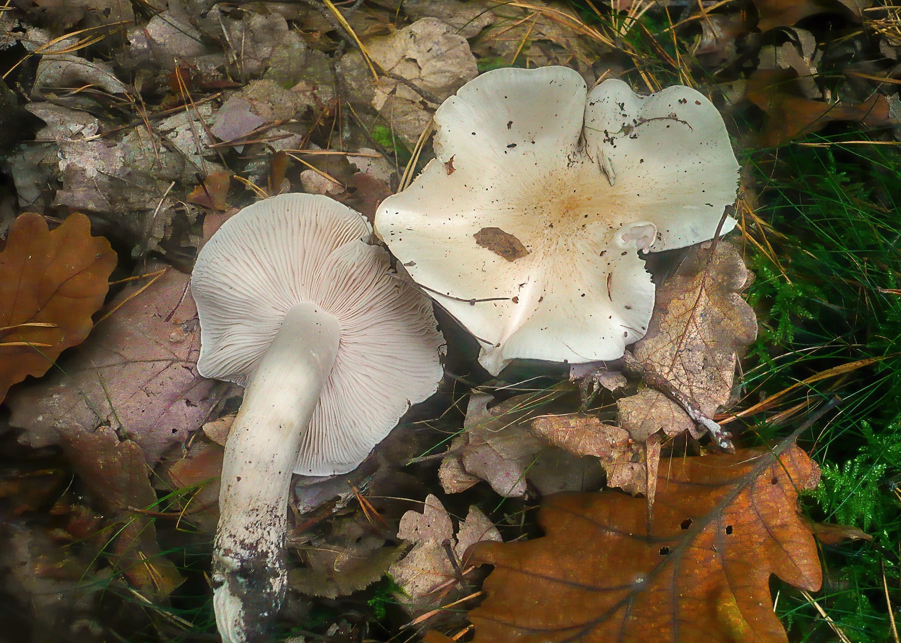 Gąska gołębia (Tricholoma columbetta)