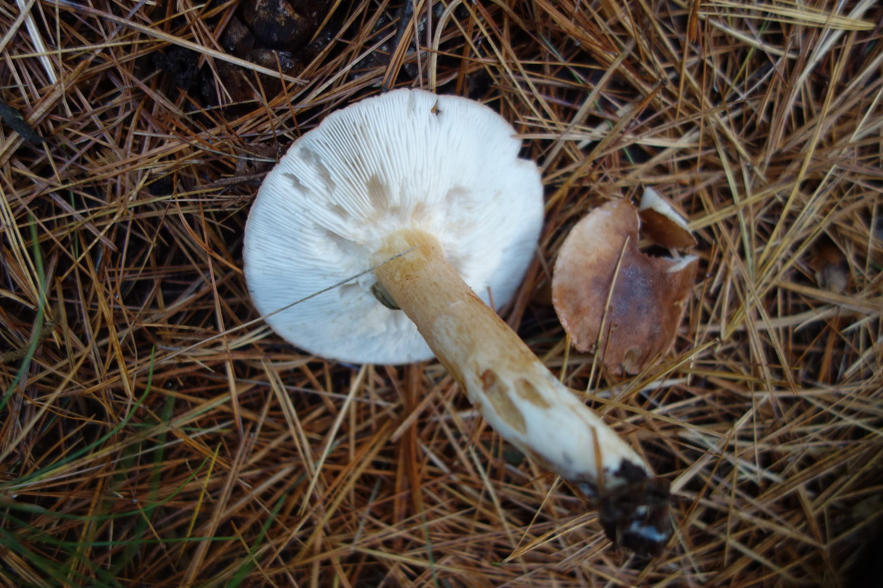 Gąska gorzkawa (Tricholoma stans) — zdjęcie 1 z 4