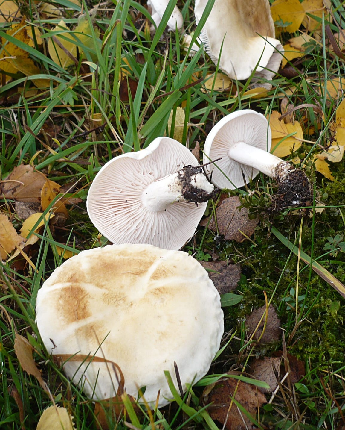 Gąska jasna (Tricholoma stiparophyllum) — zdjęcie 1 z 4