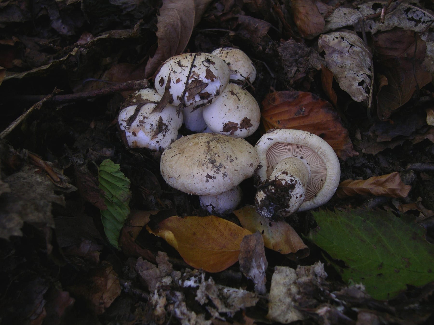 Gąska karbowana (Tricholoma acerbum) — zdjęcie 1 z 4