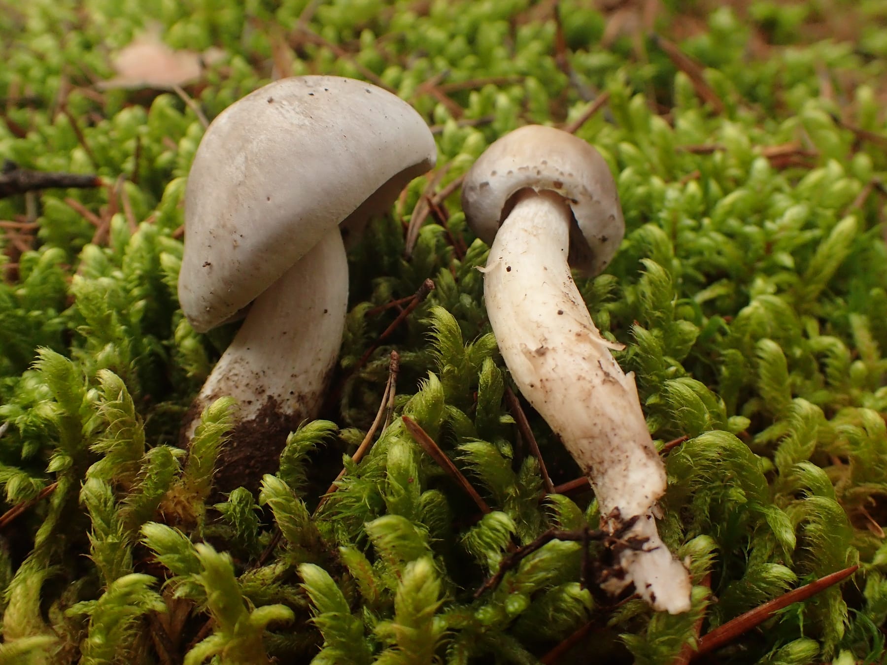 Gąska korzeniasta (Tricholoma sudum) — zdjęcie 1 z 4