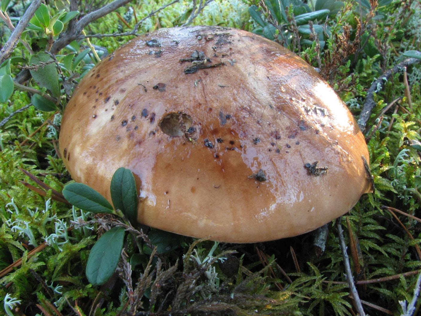 Gąska kroplistobrzega (Tricholoma pessundatum) — zdjęcie 1 z 4