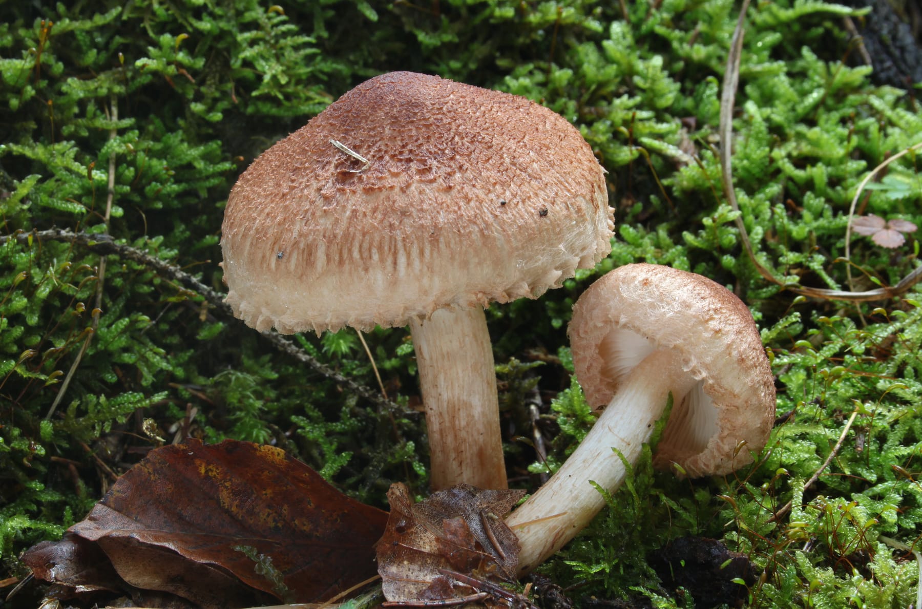 Gąska krowia (Tricholoma vaccinum) — zdjęcie 1 z 4