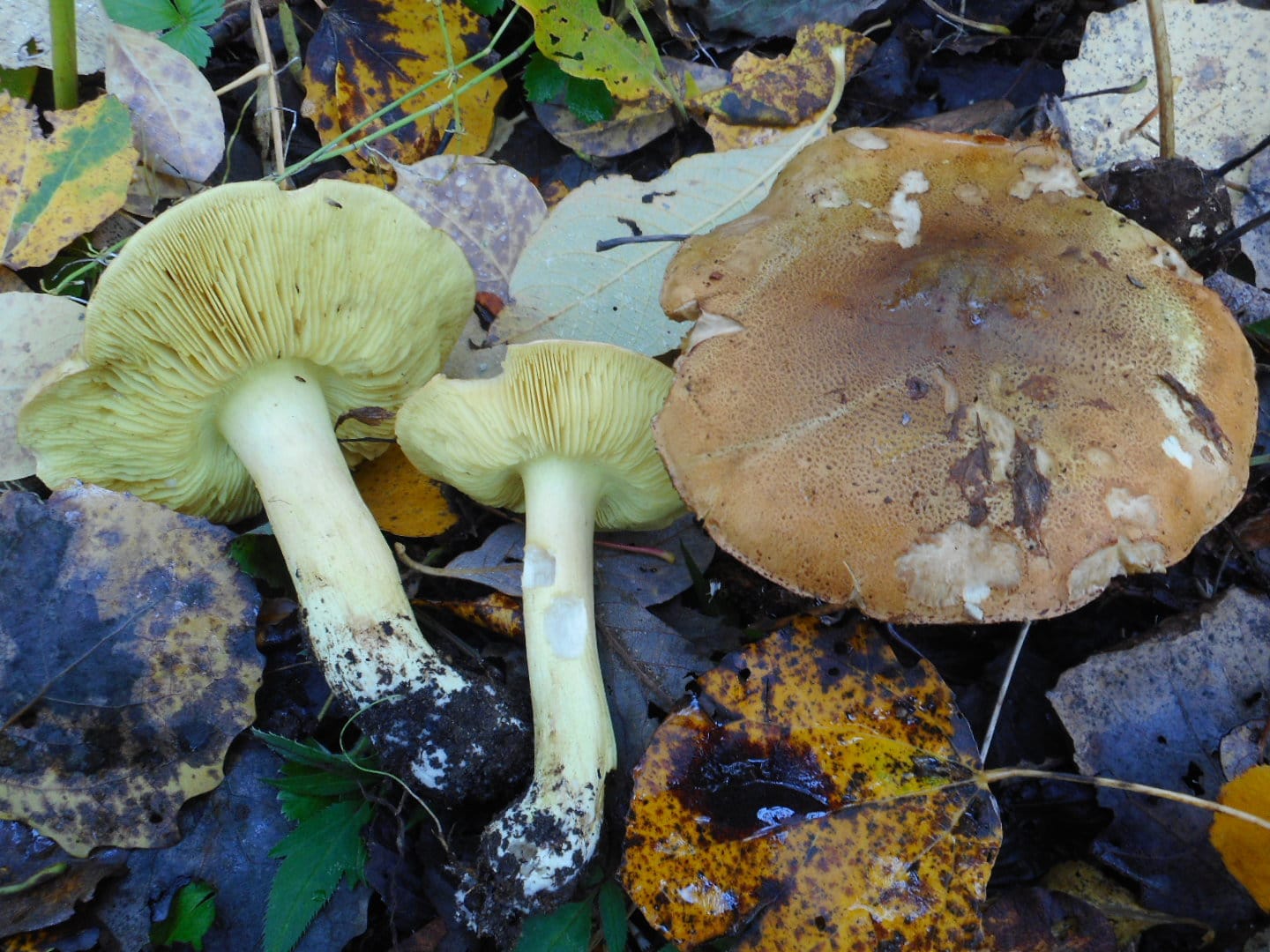 Gąska liściowata (Tricholoma frondosae) — zdjęcie 1 z 4