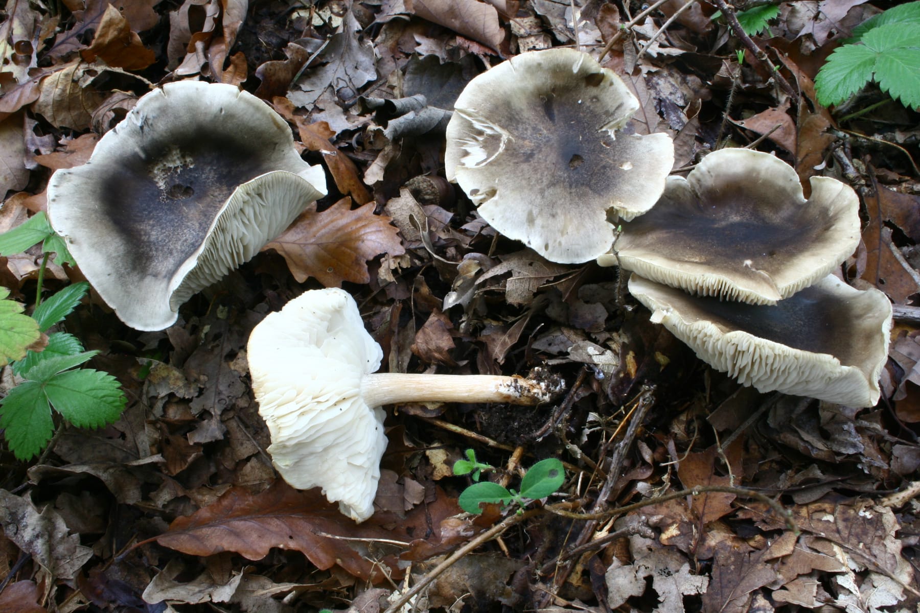 Gąska mydlana (Tricholoma saponaceum var. saponaceum)
