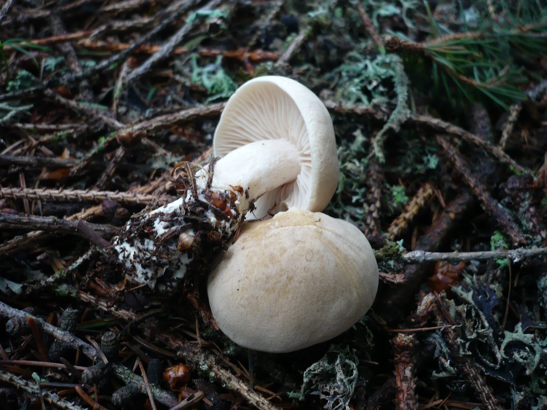 Gąska nieprzyjemna (Tricholoma inamoenum)