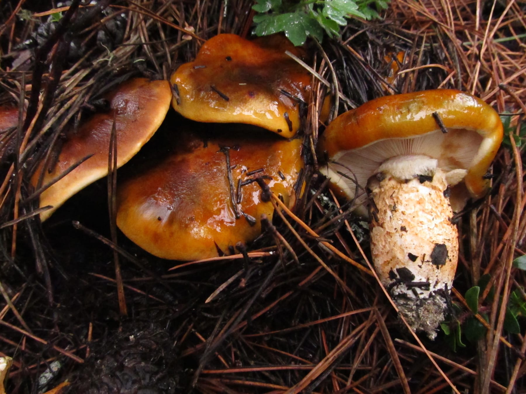 Gąska ognista (Tricholoma focale) — zdjęcie 1 z 4