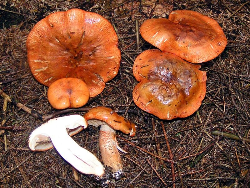 Gąska pomarańczowa (Tricholoma aurantium) — zdjęcie 1 z 4
