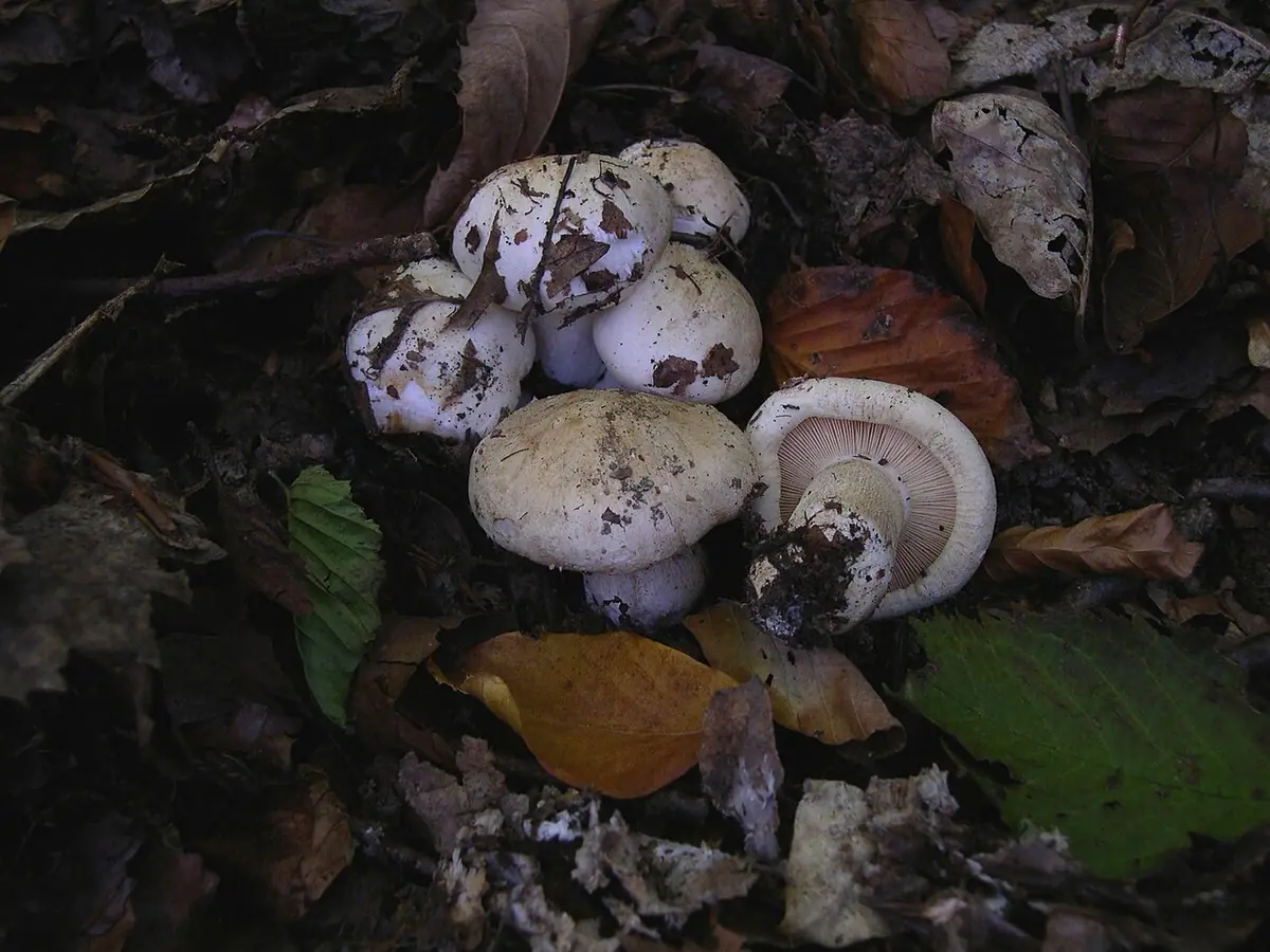 Gąska różowosmugowa (Tricholoma roseoacerbum) — zdjęcie 1 z 4
