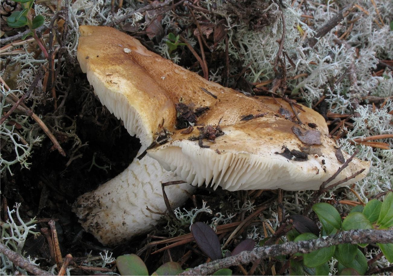 Gąska selerowa (Tricholoma apium) — zdjęcie 1 z 3